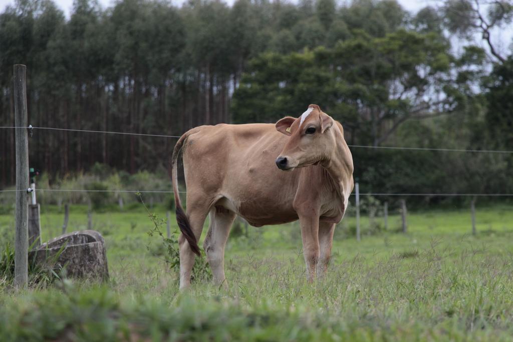 Hospedagem Fazenda Nova America Brotas Exterior foto